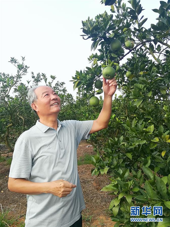 （在習(xí)近平新時代中國特色社會主義思想指引下·慶祝改革開放40周年·協(xié)調(diào)發(fā)展·圖文互動）（5）臍橙“三變”見證40年變遷