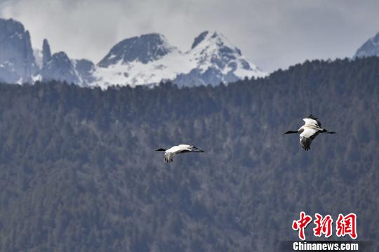 圖為在納帕海濕地上空飛翔的黑頸鶴?！⑷疥?攝