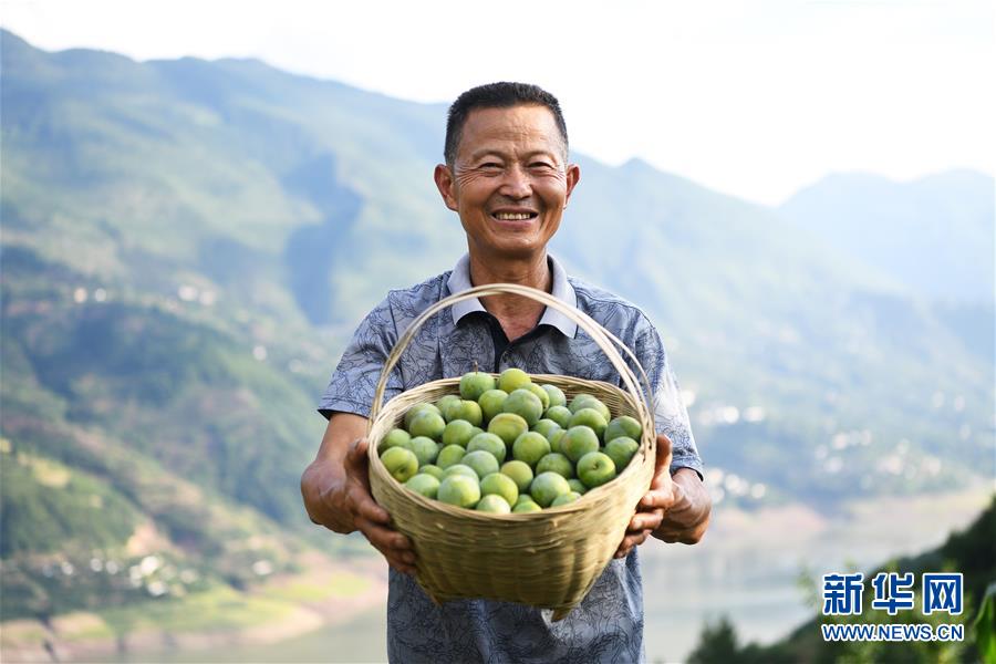 （在習(xí)近平新時(shí)代中國(guó)特色社會(huì)主義思想指引下——新時(shí)代新作為新篇章）（10）重慶巫山：“生態(tài)寶貝”變身“搖錢樹(shù)”