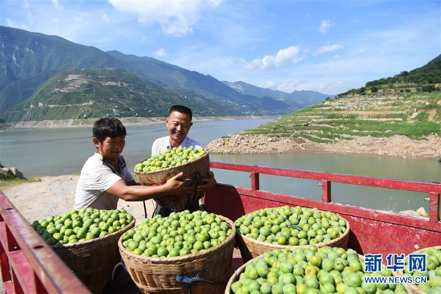 （在習(xí)近平新時(shí)代中國特色社會主義思想指引下——新時(shí)代新作為新篇章）（11）重慶巫山：“生態(tài)寶貝”變身“搖錢樹”