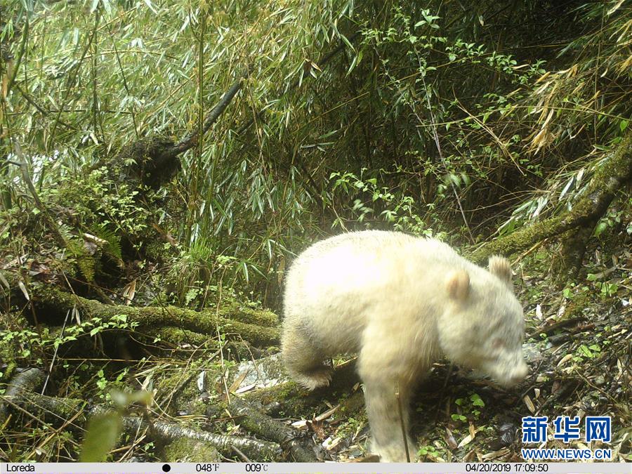 （圖文互動(dòng)）四川臥龍拍攝到首張白色大熊貓照片