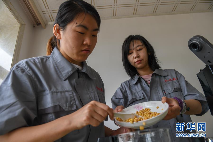 （在習(xí)近平新時(shí)代中國特色社會主義思想指引下——新時(shí)代新作為新篇章·圖文互動(dòng)）（3）大學(xué)生種田讓農(nóng)民“老把式”開了眼——吉林長白山下的稻田新事