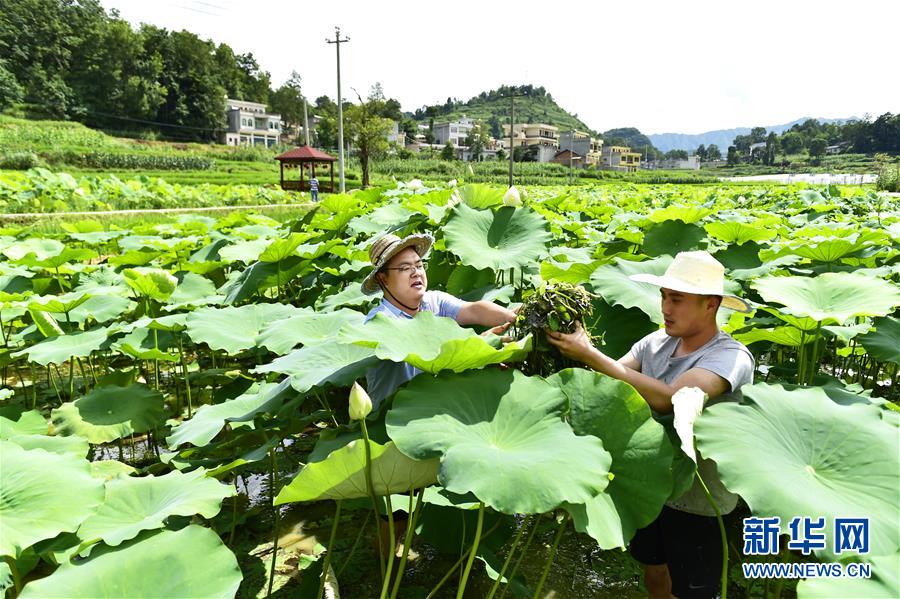 （新華全媒頭條·圖文互動）（4）咱們村里的年輕人——記奮戰(zhàn)在貴州脫貧攻堅一線的青年