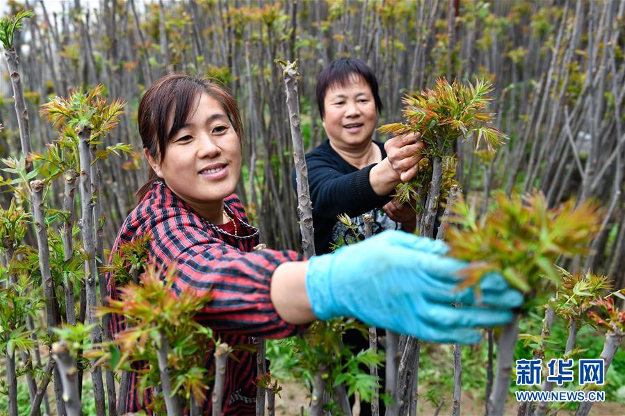 （在習(xí)近平新時(shí)代中國特色社會主義思想指引下——新時(shí)代新作為新篇章·圖文互動）（1）中條山下綠意濃——一個(gè)“資源窮縣”的生態(tài)發(fā)展之路