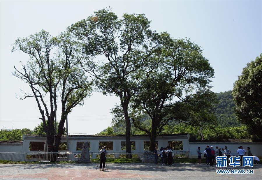 （壯麗70年·奮斗新時(shí)代——記者再走長征路·圖文互動(dòng)）（6）“紅軍樹”下憶初心、守初心