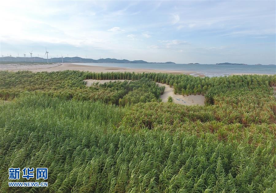 （不忘初心、牢記使命·圖文互動(dòng)）（2）拳拳寸草心 濃濃報(bào)國情——記“菌草之父”林占熺