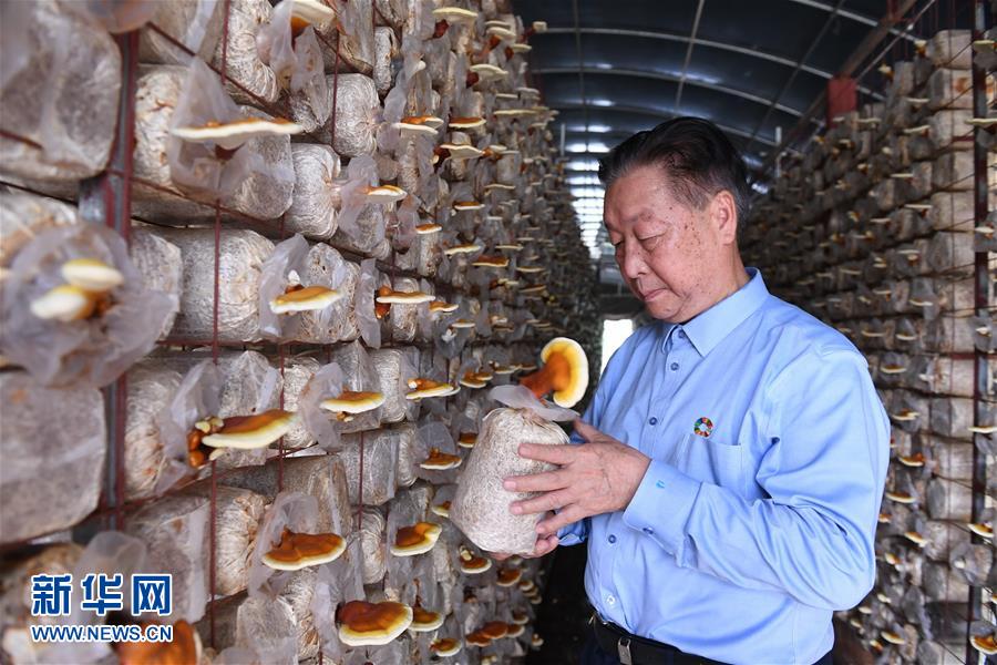 （不忘初心、牢記使命·圖文互動(dòng)）（1）拳拳寸草心 濃濃報(bào)國情——記“菌草之父”林占熺