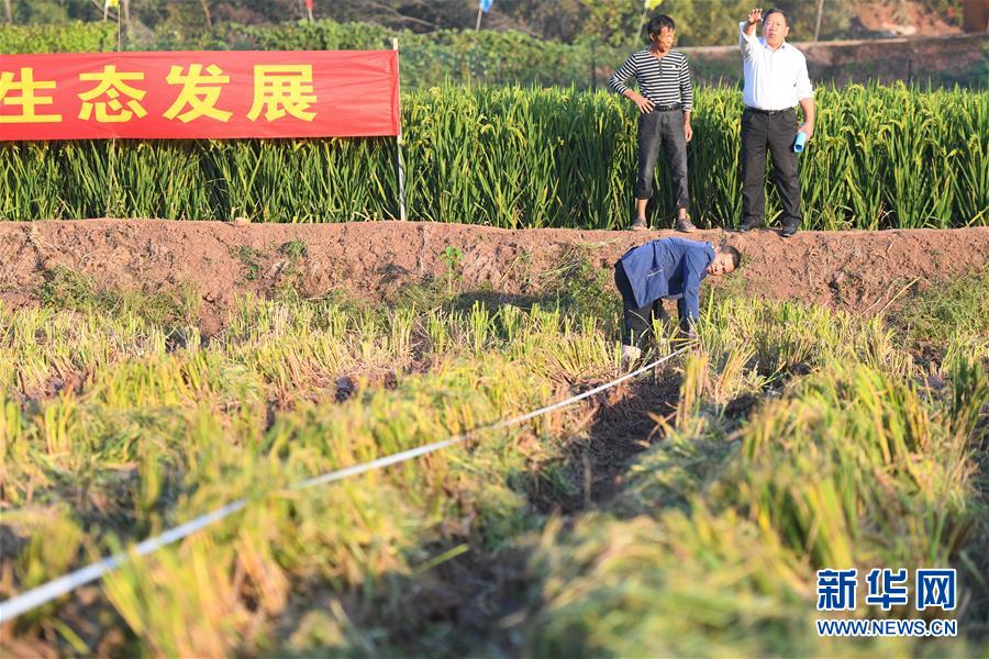 （圖文互動）（6）1046.3公斤！袁隆平第三代雜交水稻首次公開測產(chǎn)