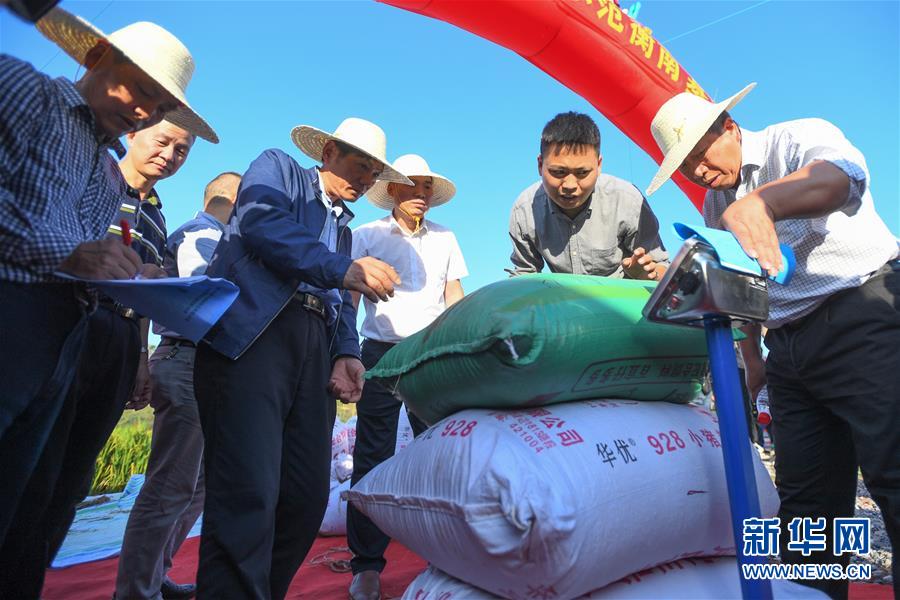 （圖文互動）（2）1046.3公斤！袁隆平第三代雜交水稻首次公開測產(chǎn)
