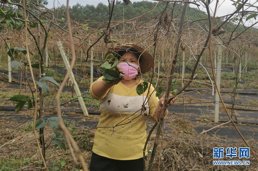 （圖文互動）（3）與疫情抗?fàn)?與春光同行——廣西農(nóng)村春耕備耕一線觀察