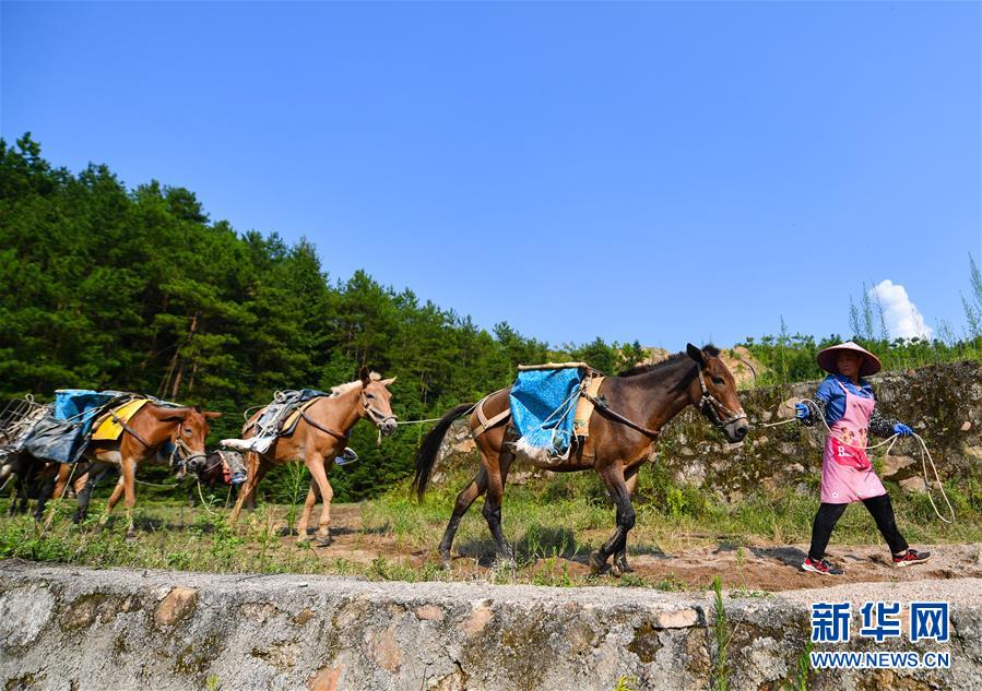 （決戰(zhàn)決勝脫貧攻堅(jiān)·圖文互動(dòng)）（3）老余賣(mài)騾子