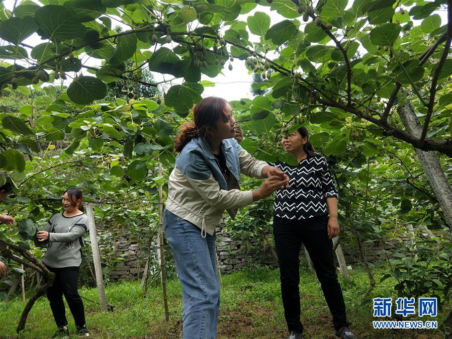 （新華全媒頭條·圖文互動）（10）初夏，循著總書記的腳步探訪產(chǎn)業(yè)扶貧新事