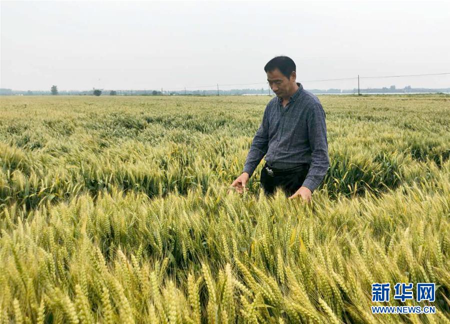 （在習(xí)近平新時代中國特色社會主義思想指引下——新時代新作為新篇章·習(xí)近平總書記關(guān)切事·圖文互動）（1）新農(nóng)事、新希望——夏收前田間新動態(tài)掃描