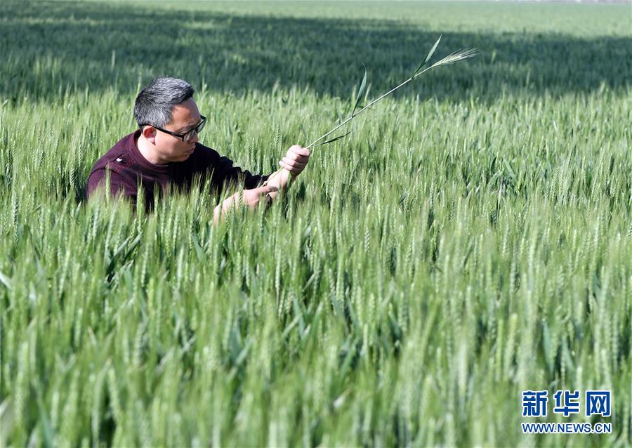 （在習(xí)近平新時代中國特色社會主義思想指引下——新時代新作為新篇章·習(xí)近平總書記關(guān)切事·圖文互動）（5）新農(nóng)事、新希望——夏收前田間新動態(tài)掃描