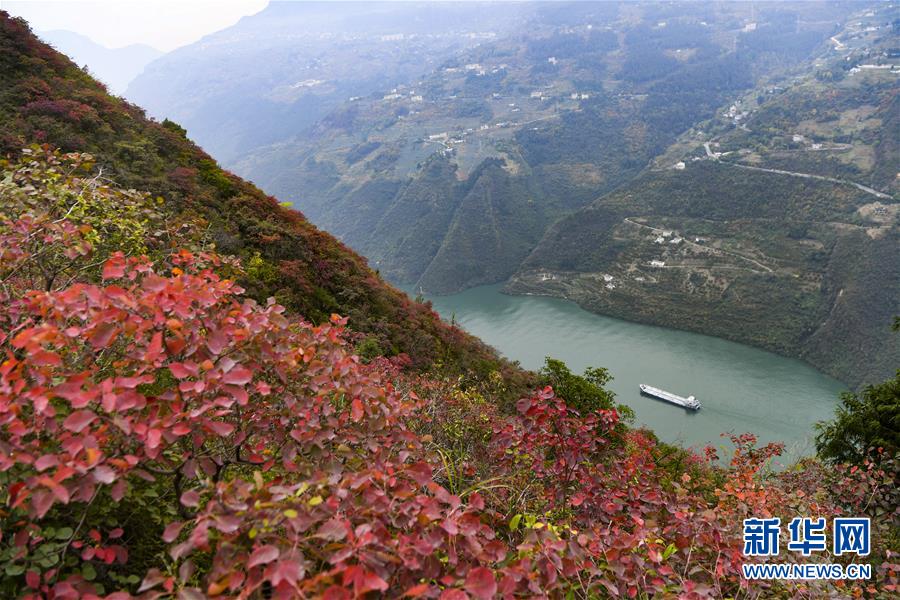 （新華全媒頭條·圖文互動）（12）待到滿山紅葉時——三峽重慶庫區(qū)踐行新發(fā)展理念面面觀