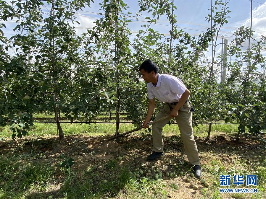 （決戰(zhàn)決勝脫貧攻堅·圖文互動）（1）高原紅了，日子好了——貴州海拔最高縣發(fā)展蘋果產(chǎn)業(yè)見聞