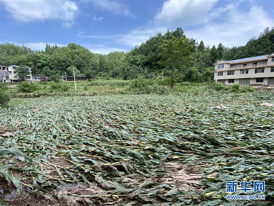 （防汛抗洪·圖文互動）（4）山洪襲來前，澧水河畔大轉移