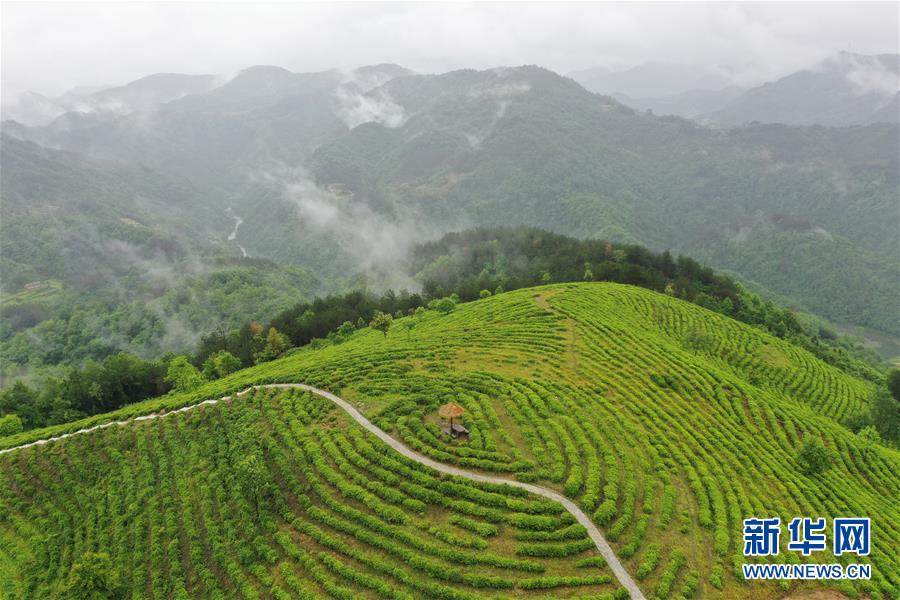 （走向我們的小康生活·圖文互動）（8）綠了青山，紅了日子——秦巴山區(qū)群眾繪出小康“調(diào)色板”