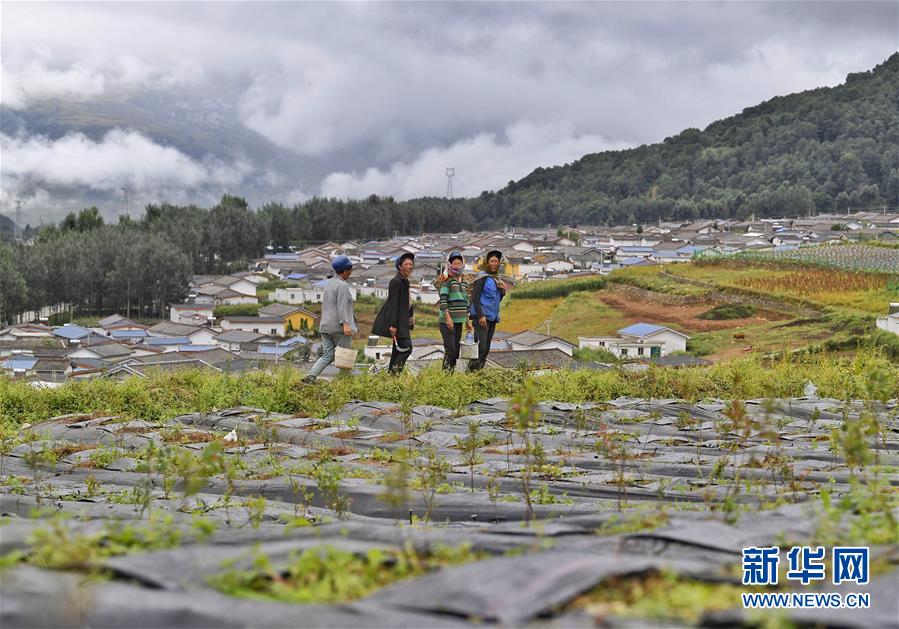 （新華全媒頭條·決戰(zhàn)決勝脫貧攻堅·督戰(zhàn)未摘帽貧困縣·圖文互動）（5）苦蕎花開大涼山——四川7個未摘帽縣脫貧攻堅一線觀察