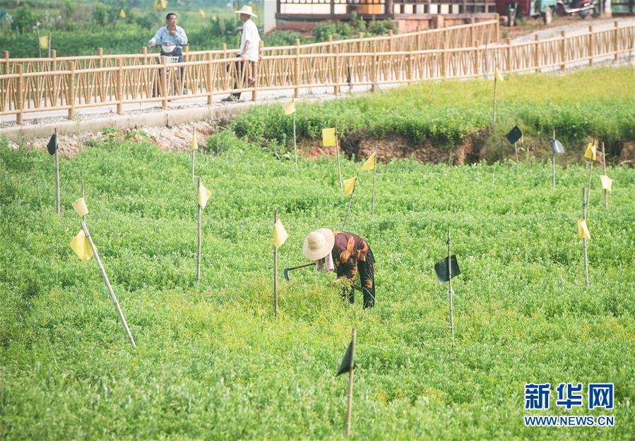 （新華全媒頭條·走向我們的小康生活·圖文互動(dòng)）（9）特殊之年，荊楚大地書(shū)寫(xiě)不平凡的答卷