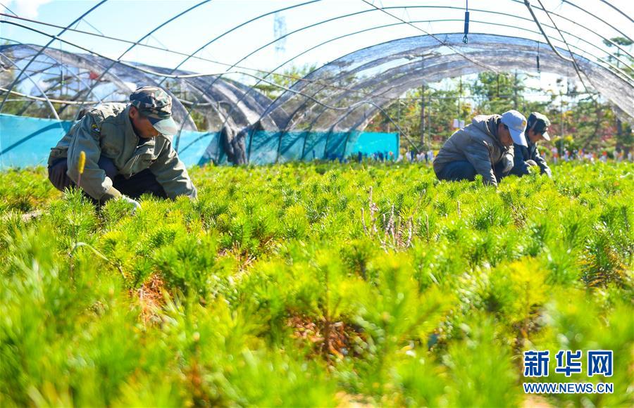 （在習近平新時代中國特色社會主義思想指引下——新時代新作為新篇章·習近平總書記關切事·圖文互動）（8）綠意，在黃沙中鋪展——我國防沙治沙紀實