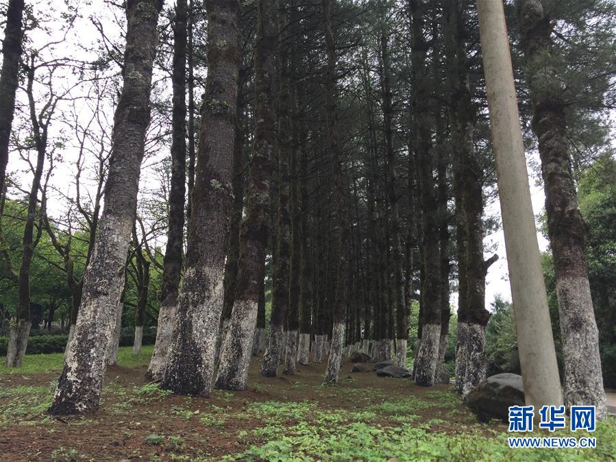 （熱點(diǎn)鮮報(bào)·圖文互動）（4）善洲精神永相傳：留下一片綠洲 造福家鄉(xiāng)百姓