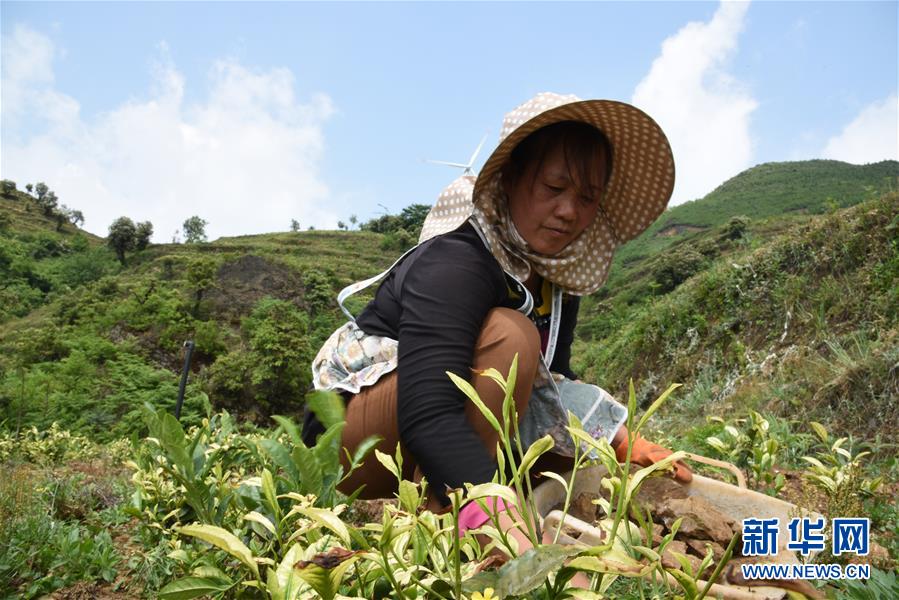 （新華全媒頭條·圖文互動(dòng)）（14）初夏，循著總書記的腳步探訪產(chǎn)業(yè)扶貧新事