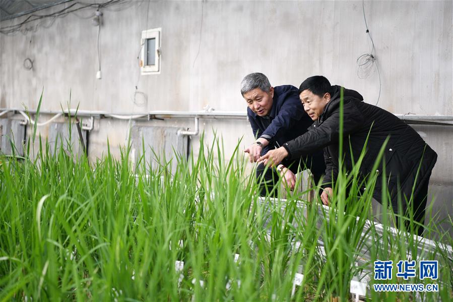 （在習(xí)近平新時代中國特色社會主義思想指引下——新時代新作為新篇章·習(xí)近平總書記關(guān)切事·圖文互動）（4）讓農(nóng)民挑上“金扁擔(dān)”——農(nóng)業(yè)現(xiàn)代化的生動實踐掃描