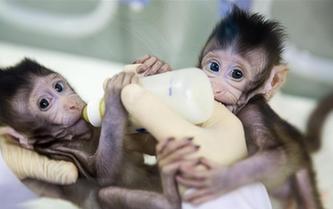 重大突破！兩只克隆猴在中國誕生