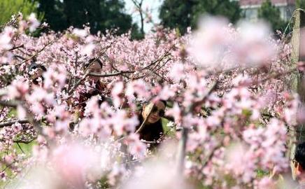 江西永修上千畝桃花盛放 游人徜徉花海