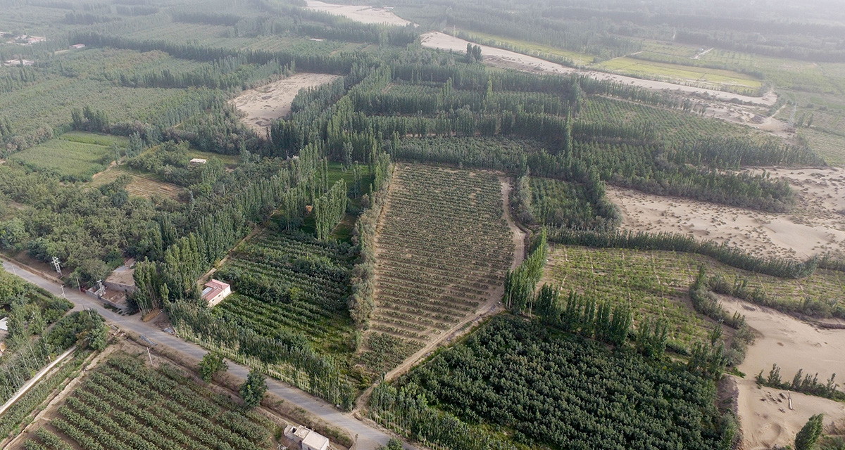 “綠口袋”扎緊了風口，逼退了黃沙——一個南疆沙漠村莊的扶貧觀察