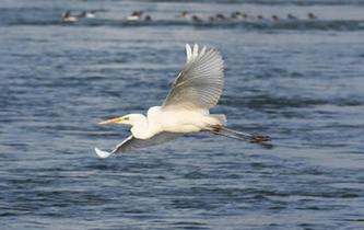 蘭州：冬日黃河水鳥嬉戲