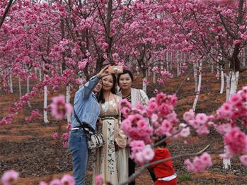 櫻花漫山，一份14年的等待