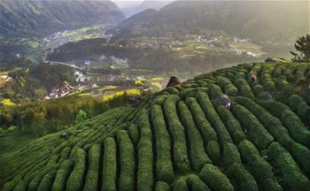 茶園春波滿山來