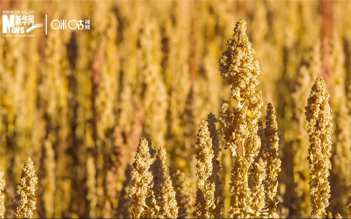 藜麥有極強(qiáng)的環(huán)境適應(yīng)能力和低成本、高回報的種植模式