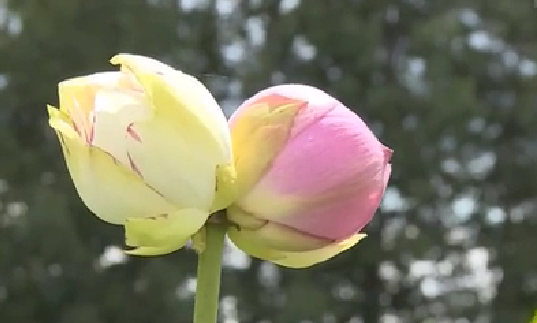 云南丘北：罕見(jiàn)雙色“并蒂蓮”花開