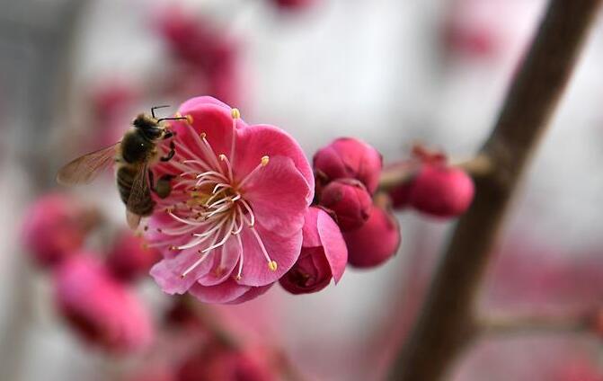 花開春意濃