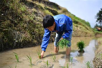 湖南紫鵲界：初夏梯田勞作忙