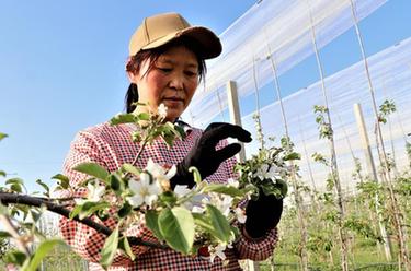 甘肅靜寧：蘋果花開