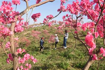 花開(kāi)在四月